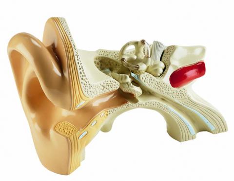 Giant Student Ear Model — ADCO Medical Suppliers
