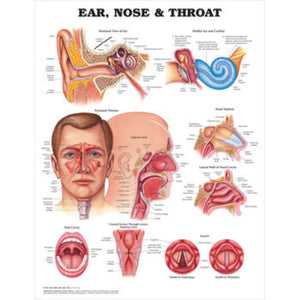 Ear Nose and Throat Anatomical Chart